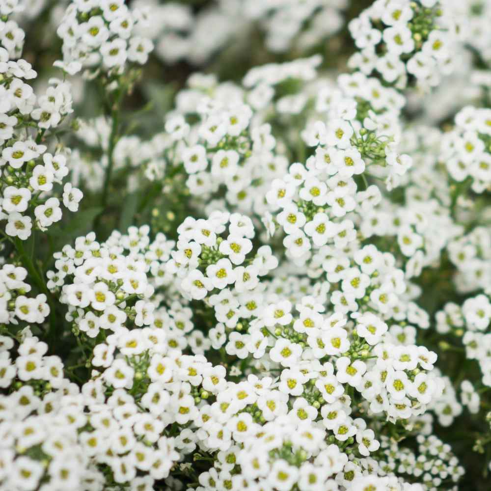 asylum flower seeds 500 Tall White Alyssum Flower Seeds – New Hill Farms