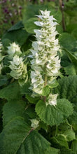 Load image into Gallery viewer, 100 "White Swan" Clary Sage / White Swan Salvia Flower Seeds