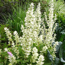 Load image into Gallery viewer, 100 "White Swan" Clary Sage / White Swan Salvia Flower Seeds