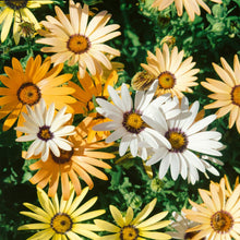 Load image into Gallery viewer, 200 African Daisy Flower Seeds
