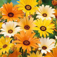 Load image into Gallery viewer, 200 African Daisy Flower Seeds