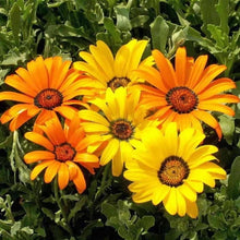 Load image into Gallery viewer, 200 African Daisy Flower Seeds