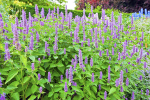 50 "Rugosa" Purple Agastache Flower Seeds