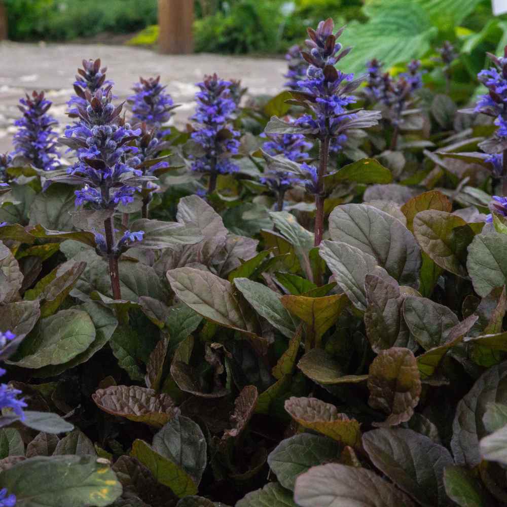 ajuga turkestanica plant seeds 25 Ajuga Flower Seeds