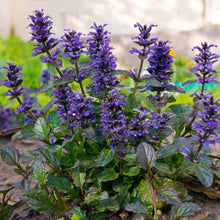 Load image into Gallery viewer, 25 Ajuga Flower Seeds