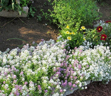 Load image into Gallery viewer, 200 Alyssum "Magic Circle" Flower Seeds