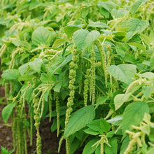Load image into Gallery viewer, 300 Viridis Tall Green Amaranthus Flower Seeds