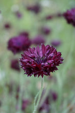 Load image into Gallery viewer, 300 Black Bachelor Button Seeds