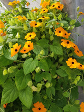 Load image into Gallery viewer, 50 Black Eyed Susan Vine Flower Seeds