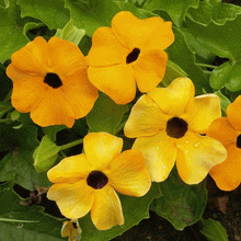 Load image into Gallery viewer, 50 Black Eyed Susan Vine Flower Seeds