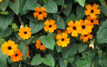 Load image into Gallery viewer, 50 Black Eyed Susan Vine Flower Seeds