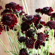 Load image into Gallery viewer, 30 Black Knight Scabiosa/Pincushion Flower Seeds