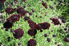 Load image into Gallery viewer, 30 Black Knight Scabiosa/Pincushion Flower Seeds