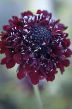 Load image into Gallery viewer, 30 Black Knight Scabiosa/Pincushion Flower Seeds