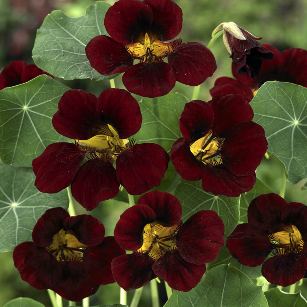 black velvet flower seeds 25 Black Velvet Nasturtium Flower Seeds