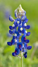 Load image into Gallery viewer, 100 Bluebonnet Flower Seeds