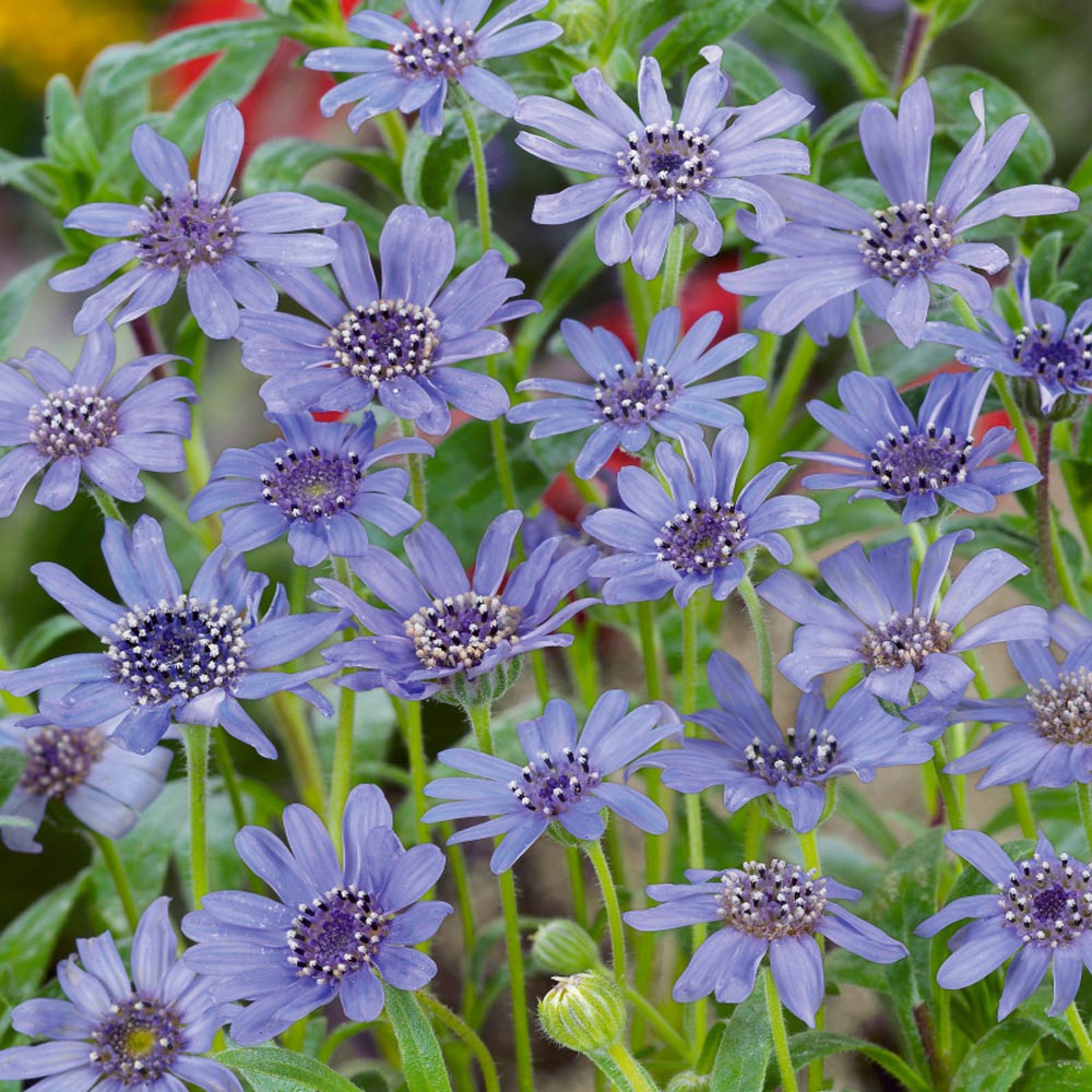 blue daisy flower seeds 100 Blue Felicia Daisy Flower Seeds