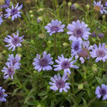 Load image into Gallery viewer, 100 Blue Felicia Daisy Flower Seeds