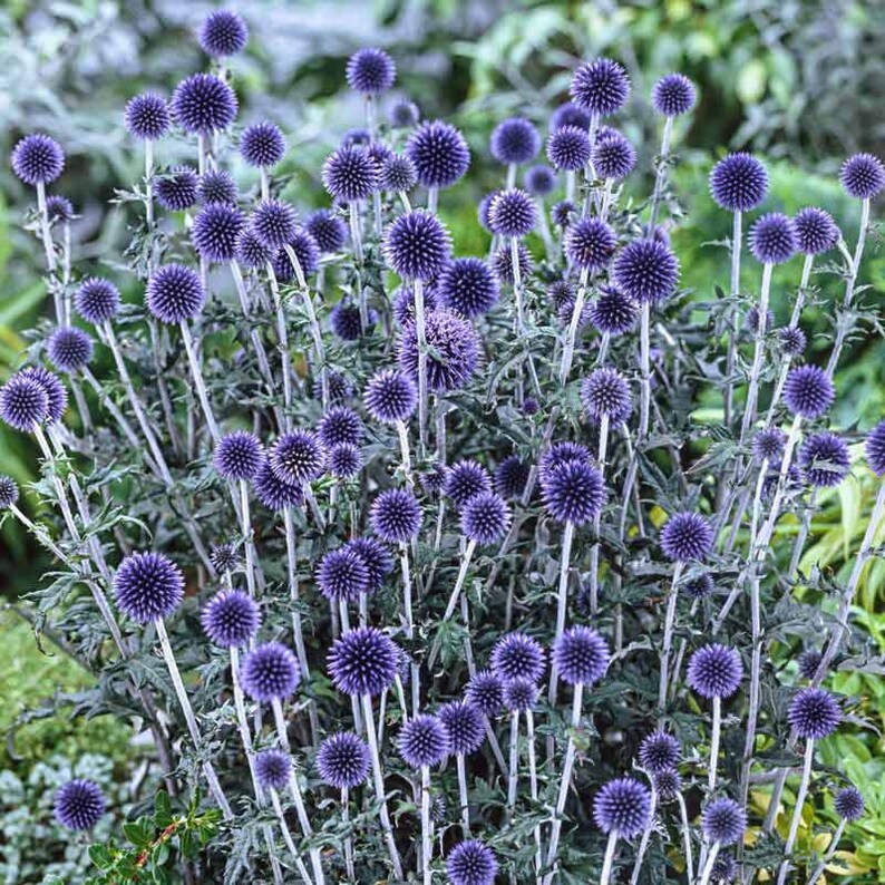 blue thistle flower seeds 25 Blue Globe Thistle Flower Seeds
