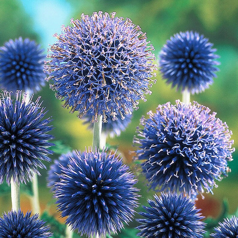 blue thistle flower seeds 25 Blue Globe Thistle Flower Seeds