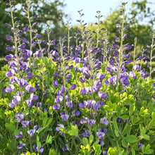 Load image into Gallery viewer, 50 Wild Blue Indigo Flower Seeds