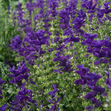 Load image into Gallery viewer, 100 "Blue Monday" Clary Sage / Blue Monday Salvia Flower Seeds