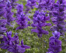 Load image into Gallery viewer, 100 "Blue Monday" Clary Sage / Blue Monday Salvia Flower Seeds