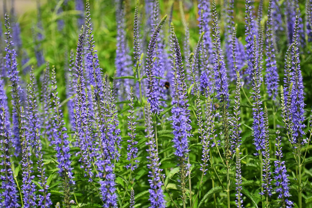 200 Veronica "Garden Speedwell" Flower Seeds  New Hill Farms