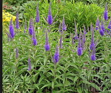 Load image into Gallery viewer, 200 Veronica "Garden Speedwell" Flower Seeds