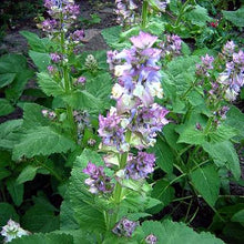 Load image into Gallery viewer, 50 Bluish White Clary Sage / Bluish White Salvia Flower Seeds
