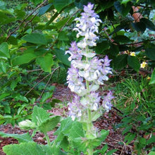 Load image into Gallery viewer, 50 Bluish White Clary Sage / Bluish White Salvia Flower Seeds