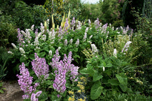 Load image into Gallery viewer, 50 Bluish White Clary Sage / Bluish White Salvia Flower Seeds