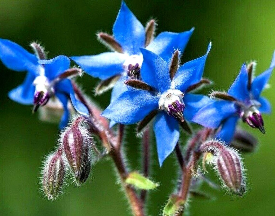 borage flower seeds Borage Herb - 100 Seeds