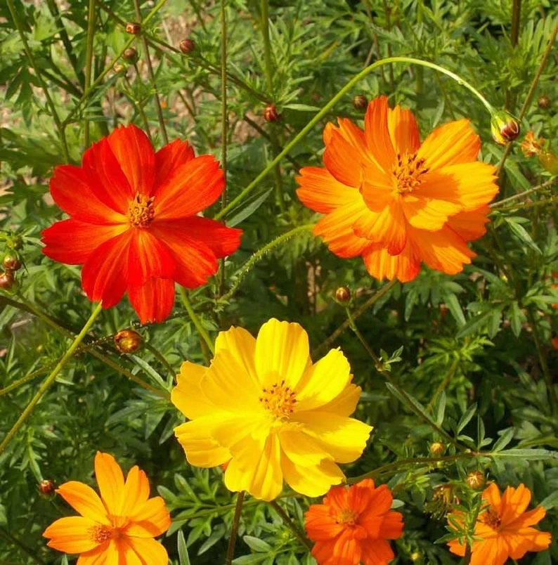 cosmos flower seeds online 300 Complete Mix Cosmos Flower Seeds