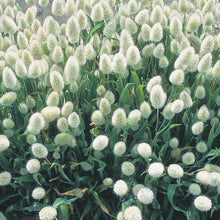 Load image into Gallery viewer, 50 Bunny Tails Flower Seeds