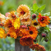 Load image into Gallery viewer, 50 Calendula Sunset Mixed Color Flower Seeds