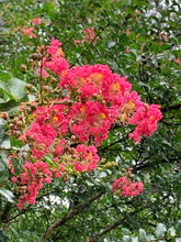 Load image into Gallery viewer, 25 Red Carolina Beauty Crepe Myrtle Tree Seeds
