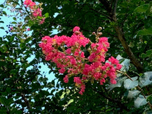 Load image into Gallery viewer, 25 Red Carolina Beauty Crepe Myrtle Tree Seeds