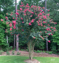 Load image into Gallery viewer, 25 Red Carolina Beauty Crepe Myrtle Tree Seeds