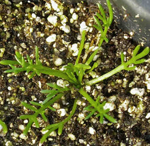 Load image into Gallery viewer, 1000+ Chamomile Flowering Herb Seeds