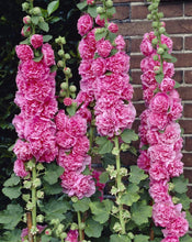 Load image into Gallery viewer, 25 Chaters Bright Pink Hollyhock Flower Seeds