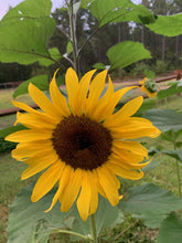 Load image into Gallery viewer, 25 Cherry Rose Sunflower Seeds