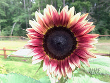 Load image into Gallery viewer, 25 Cherry Rose Sunflower Seeds
