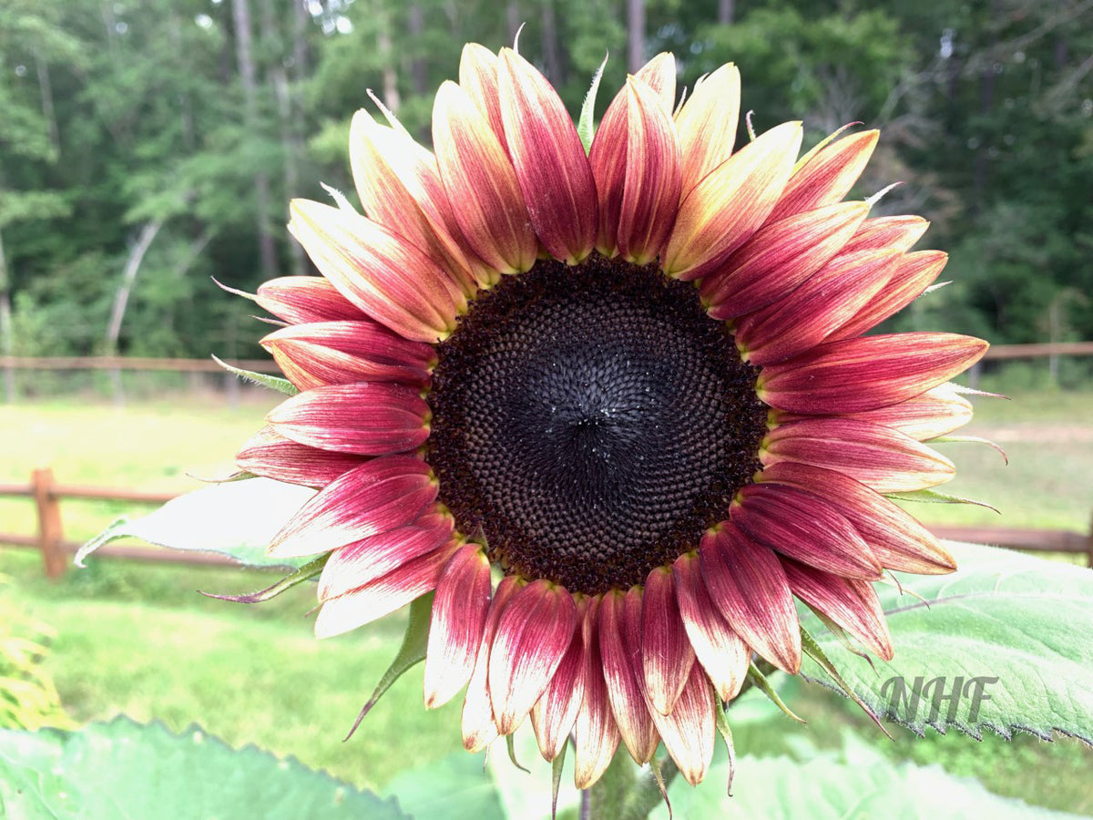 rose pink sunflower seeds 25 Cherry Rose Sunflower Seeds – New Hill Farms