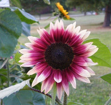 Load image into Gallery viewer, 25 Cherry Rose Sunflower Seeds