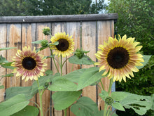 Load image into Gallery viewer, 25 Cherry Rose Sunflower Seeds
