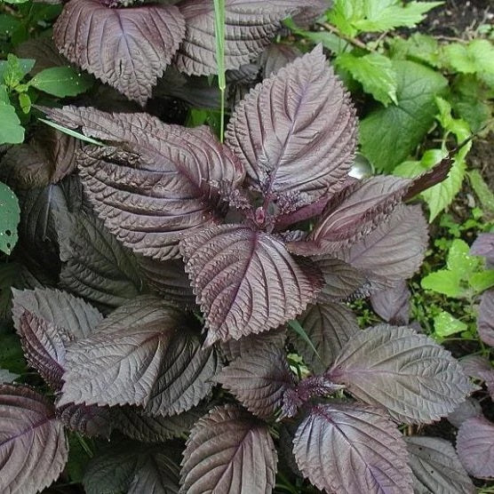 lavender coleus plant 100 Wild Purple Coleus Seeds
