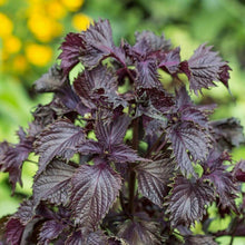Load image into Gallery viewer, 100 Wild Purple Coleus Seeds