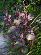 Load image into Gallery viewer, 100 Wild Purple Coleus Seeds