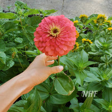Load image into Gallery viewer, 100 Zinnia "Coral Beauty" Flower Seeds
